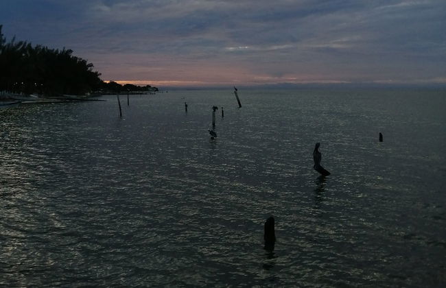 Paseo en lancha por la laguna de Términos - Foto 5