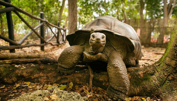 Escursione a Prison Island e alla spiaggia di Nakupenda - Foto 2