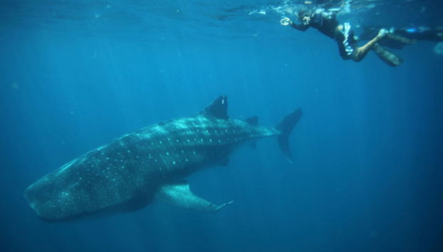 Bagno con squali balena a La Paz - Foto 2