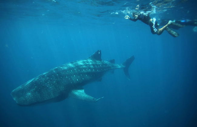 Bagno con squali balena a La Paz - Foto 2