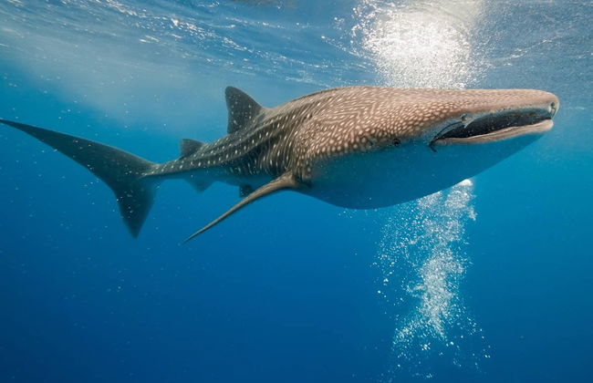 Bagno con squali balena a La Paz - Foto 1