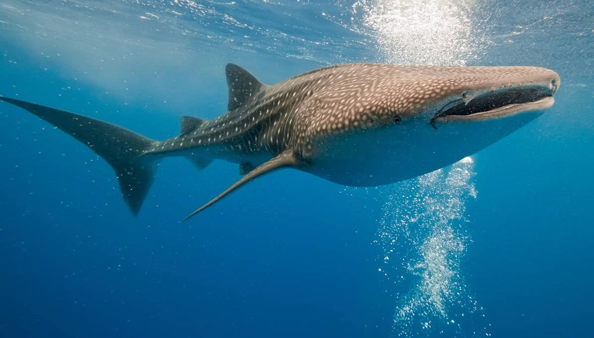 Bagno con squali balena a La Paz - Foto 1