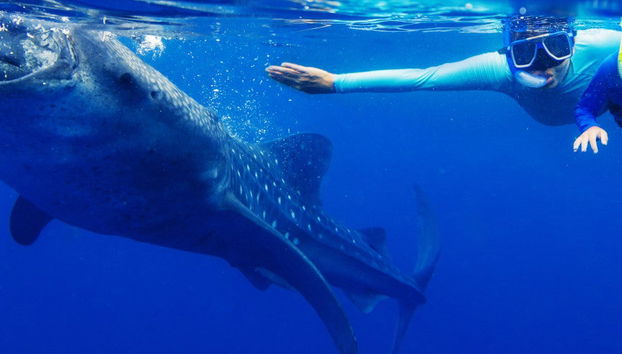 Bagno con squali balena a La Paz - Foto 4