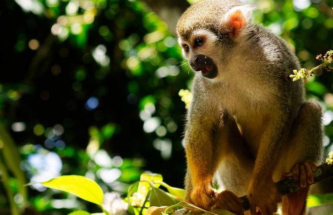 Excursion à Monkeyland - Photo 8