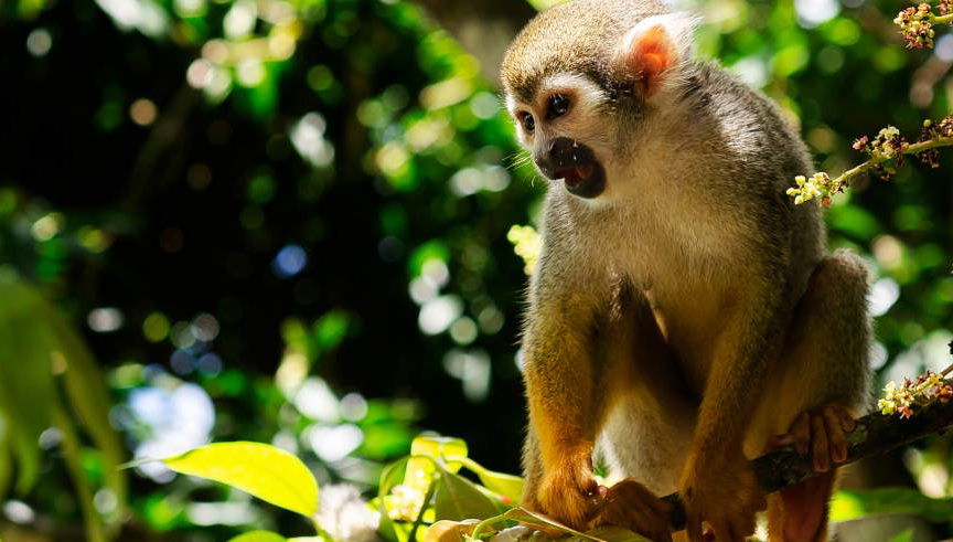 Excursion à Monkeyland