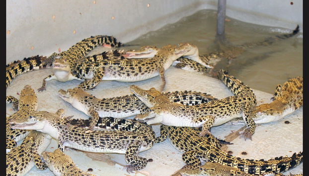 Puerto Princesa Guided Tour - Foto 3