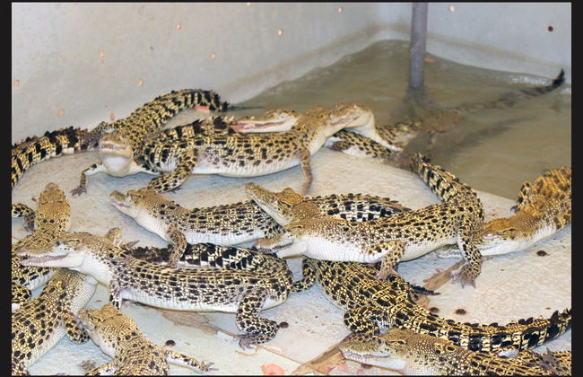 Visita guiada por Puerto Princesa - Foto 3