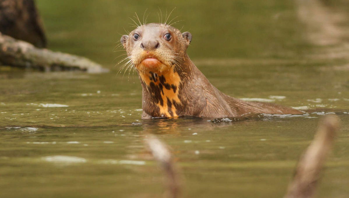 Tambopata Natural Reserve: 3 or 4-Day Wildlife Watching Tour - Foto 1