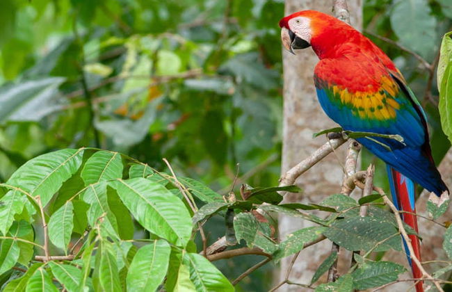 Reserva Nacional Tambopata en 3 o 4 días con avistamiento de fauna - Foto 7