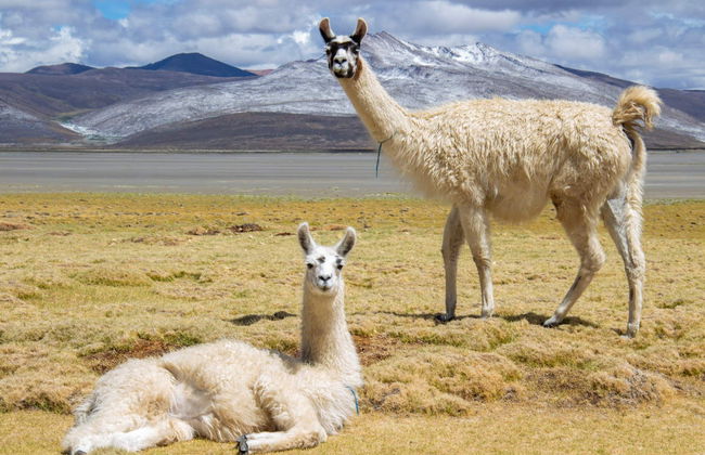 Escursione alla Laguna de Salinas - Foto 3