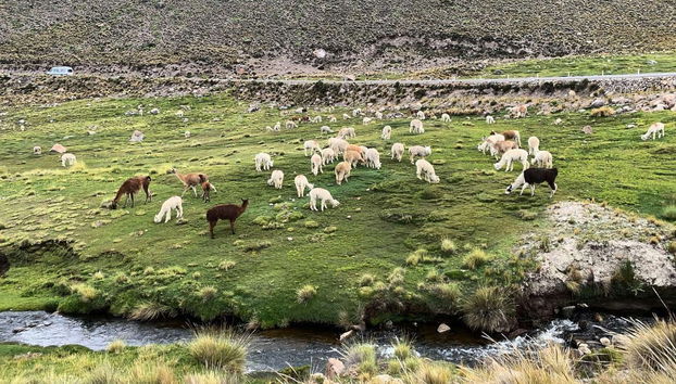 Escursione alla Laguna de Salinas - Foto 4