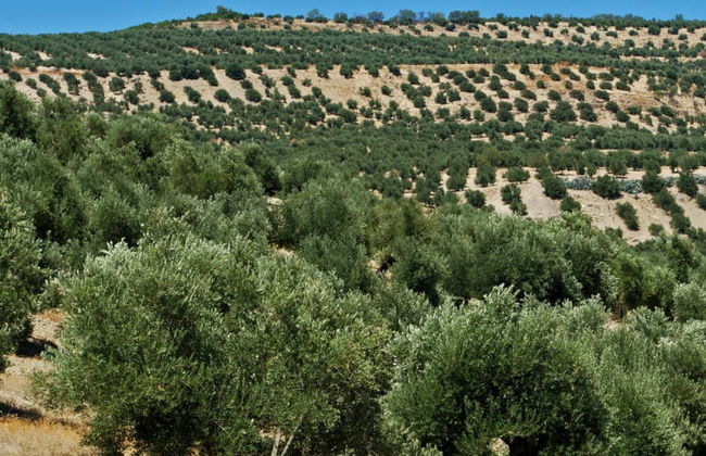 Visita a um olival ecológico + Degustação de azeite - Foto 6