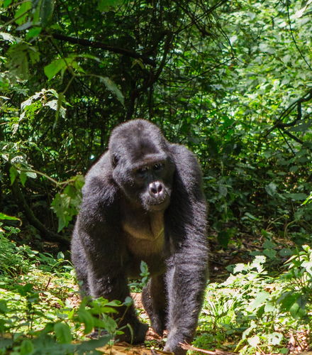 Foto de Tour de 10 días por lo mejor de Uganda