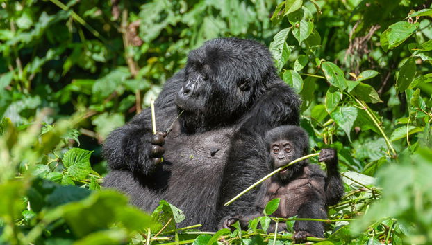 Conoscendo i gorilla dell'Uganda