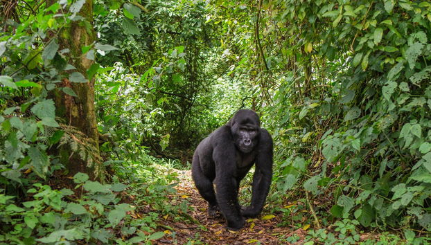 Un gorilla a Bwindi