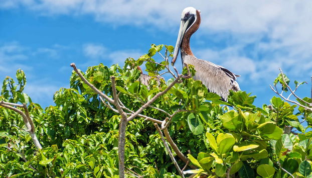 Los Haitises National Park & Cayo Levantado Excursion - Photo 3