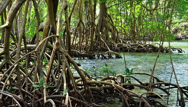 Los Haitises National Park & Cayo Levantado Excursion - Photo 2
