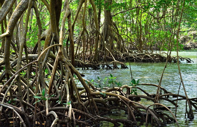 Excursión al Parque Nacional Los Haitises y Cayo Levantado - Foto 2
