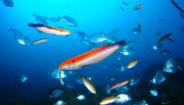 Berlenga Grande Snorkeling - Foto 2