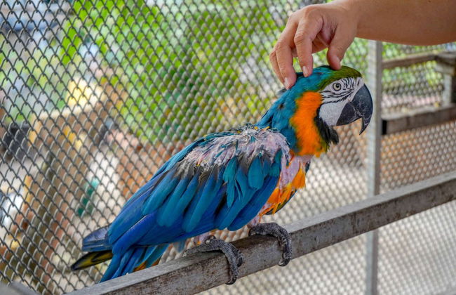 Private Copán Archeological Museum and Bird Park Trip - Foto 7