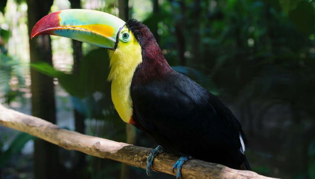 Private Copán Archeological Museum and Bird Park Trip - Photo 4