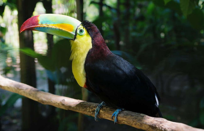 Private Copán Archeological Museum and Bird Park Trip - Foto 4