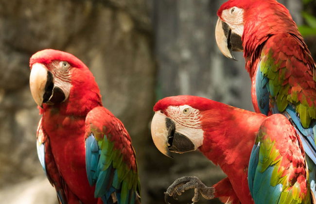 Private Copán Archeological Museum and Bird Park Trip - Foto 6