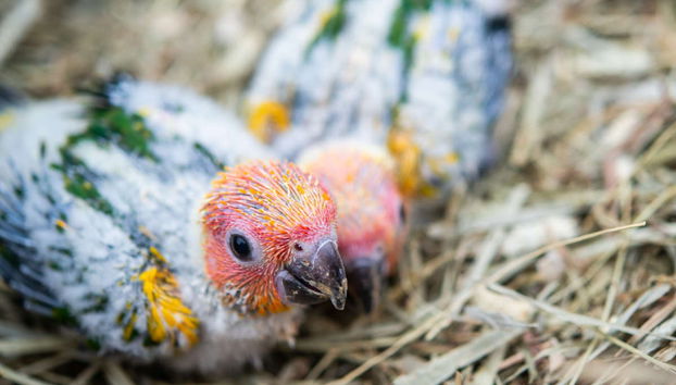 Private Copán Archeological Museum and Bird Park Trip - Photo 5