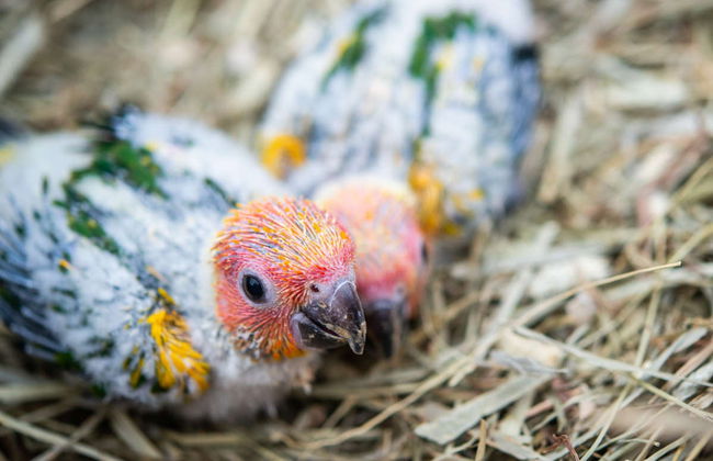 Private Copán Archeological Museum and Bird Park Trip - Foto 5