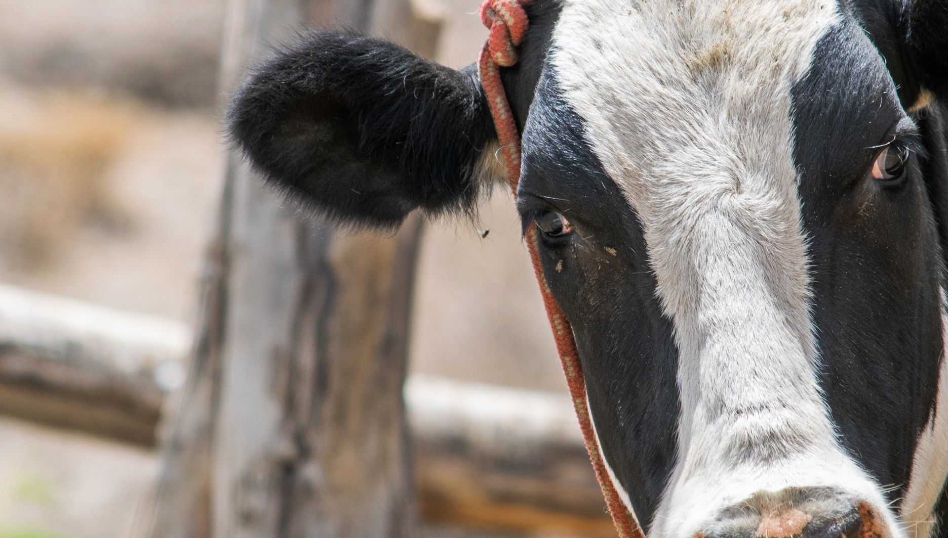 Excursion à l'hacienda La Colpa et à Baños del Inca