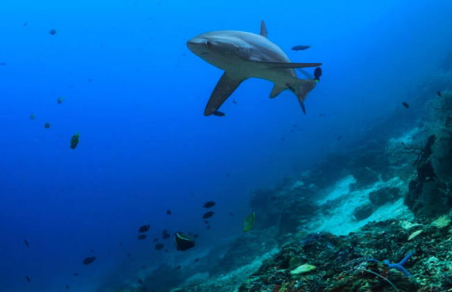 Plongée avec les requins-renards à Malapascua - Photo 4