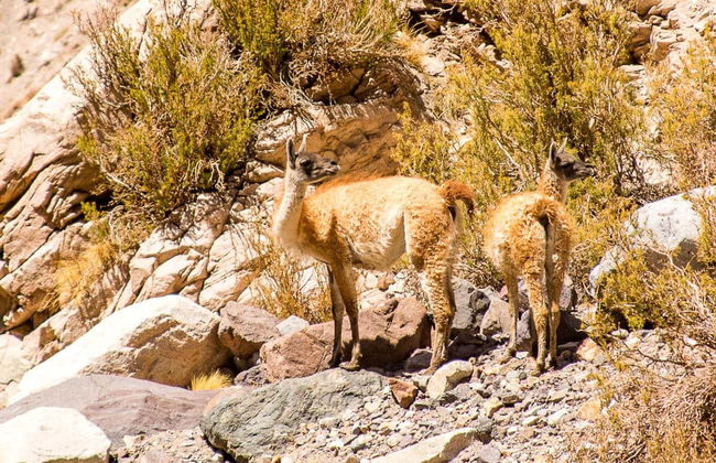 Excursión privada a la Laguna Blanca - Foto 6
