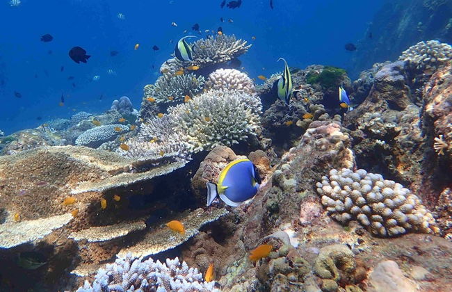 Crucero por las islas Phi Phi - Foto 4