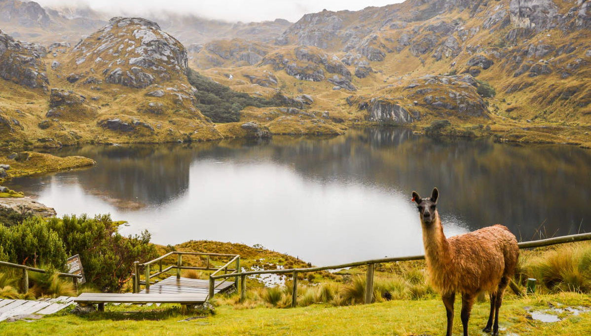 Excursión al Parque Nacional Cajas - Foto 1