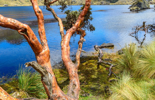 Excursão ao Parque Nacional Cajas - Foto 2