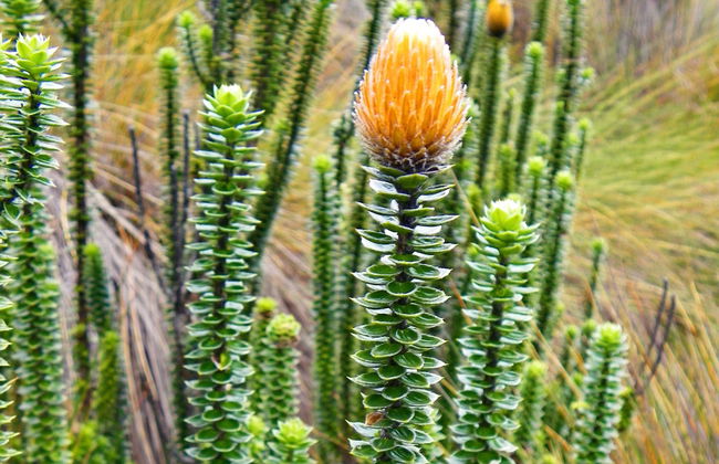 Excursión al Parque Nacional Cajas - Foto 7
