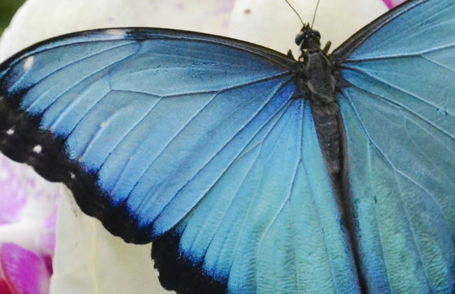 Mindo Butterfly Garden Day Trip - Foto 8