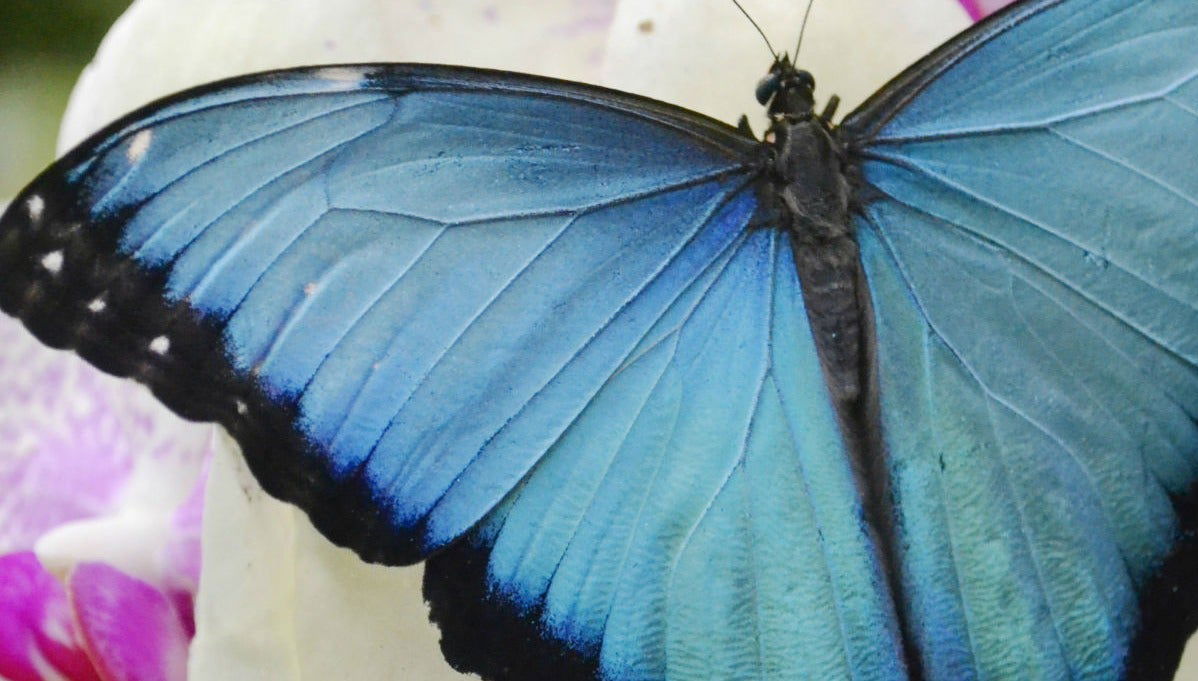 Escursione alla casa delle farfalle di Mindo