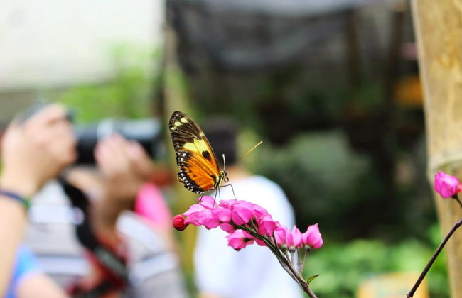 Mindo Butterfly Garden Day Trip - Foto 7