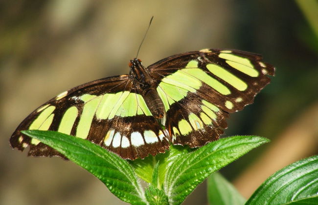 Mindo Butterfly Garden Day Trip - Foto 2