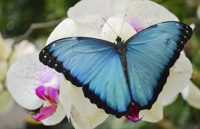 Mindo Butterfly Garden Day Trip - Foto 4