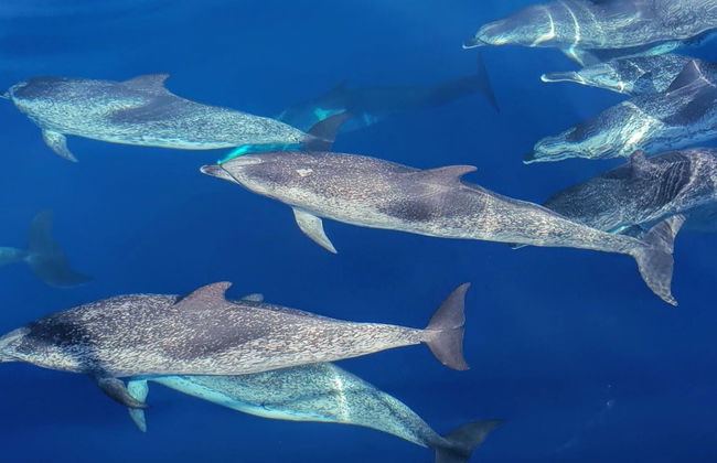 Observation de baleines et de dauphins à Las Galletas - Photo 7