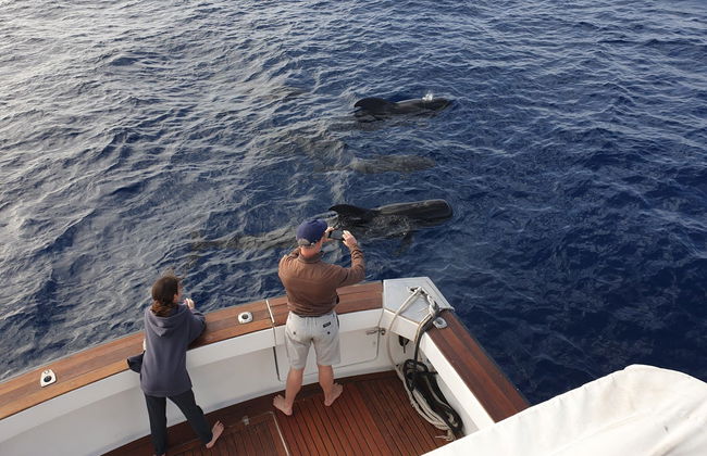 Observation de baleines et de dauphins à Las Galletas - Photo 3