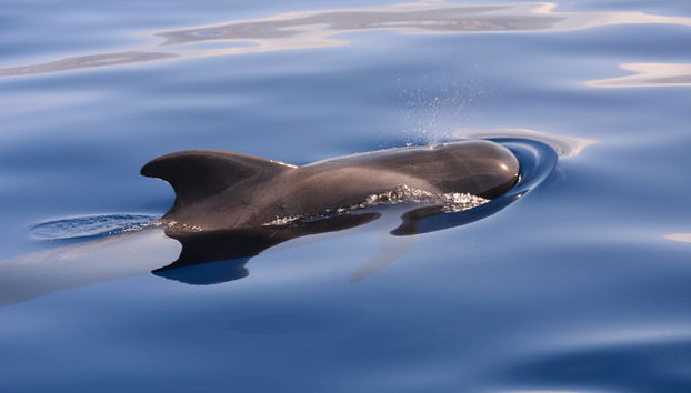 Avistamiento de cetáceos en Las Galletas - Foto 5