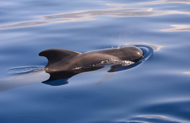 Las Galletas Dolphin & Whale Watching Activity - Foto 5