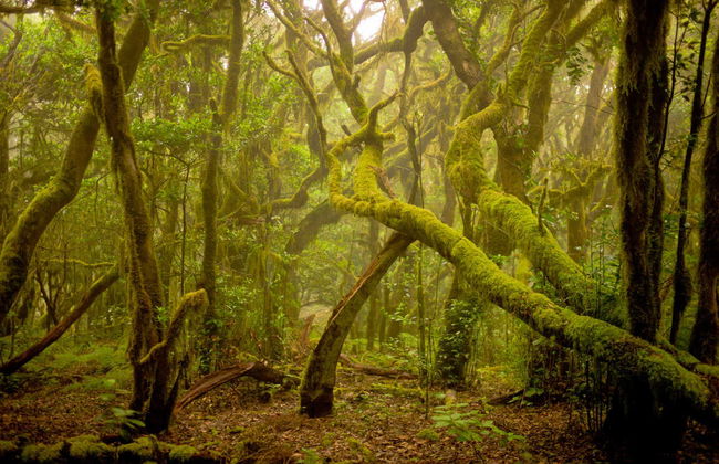 Excursión a La Gomera desde el norte de Tenerife - Foto 1