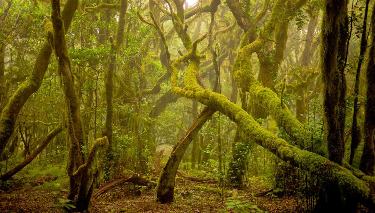 Excursión a La Gomera desde el norte de Tenerife - Foto 1
