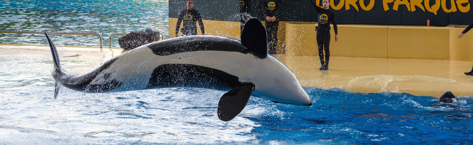 Excursión al Loro Parque - Foto 1