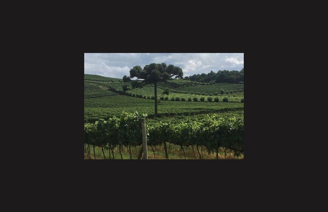 Tour delle cantine della Vale dos Vinhedos - Foto 4