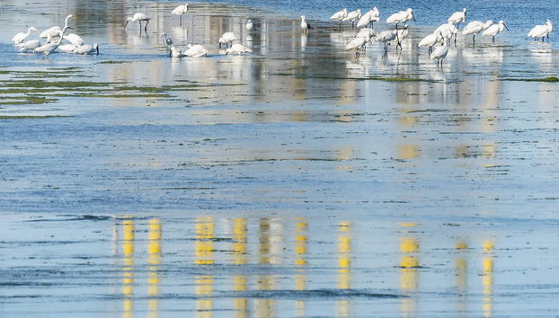 Tour en kayak por las marismas de Sancti Petri - Foto 4